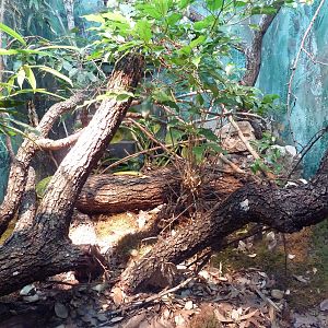 Reptile House - Western Green Mamba Exhibit