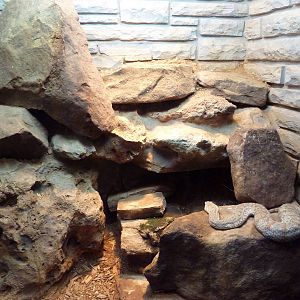 Reptile House - Turanian Viper Exhibit