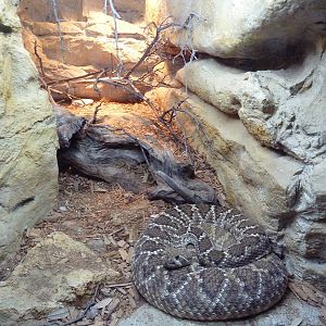 Reptile House - Western Diamondback Rattlesnake Exhibit