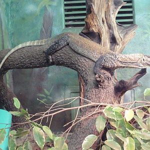Reptile House - Juvenile Komodo Dragon