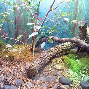 Reptile House - Fijian Iguana Exhibit