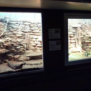 Reptile House - Mixed-Species Desert Exhibit