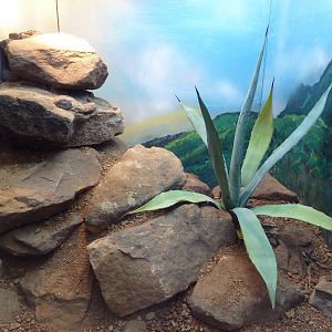 Reptile House - Tamaulipan Rock Rattlesnake Exhibit