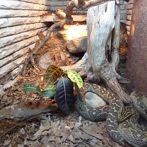 Reptile House - Habu Exhibit