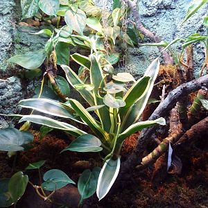 Reptile House - Mixtecan Alligator Lizard Exhibit