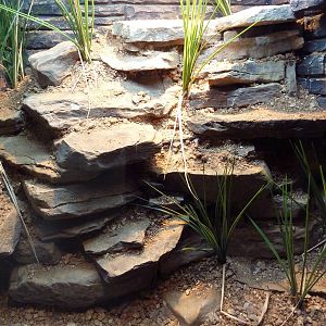 Reptile House - Kaznakov's Viper Exhibit
