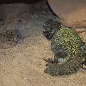 Elephant Shrew and Uromastyx at Landau Zoo, 04/09/10