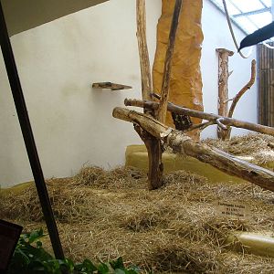 Mangabey Indoor Exhibit at Landau Zoo, 04/09/10