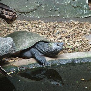 Madagascan Big-Headed Turtle at Landau Zoo, 04/09/10