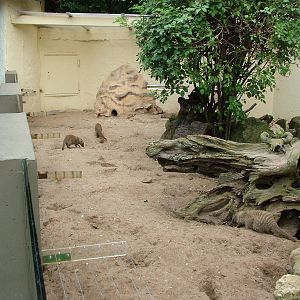 Mongoose Exhibits at Landau Zoo, 04/09/10