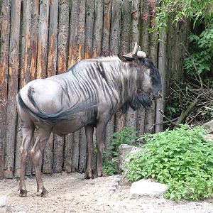 Black-bearded Brindled Gnu at Landau Zoo, 04/09/10