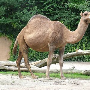 Dromedary at Landau Zoo, 04/09/10