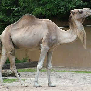 Dromedary at Landau Zoo, 04/09/10