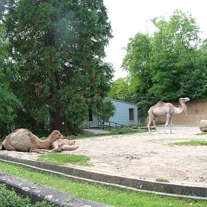 Dromedary Paddock at Landau Zoo, 04/09/10