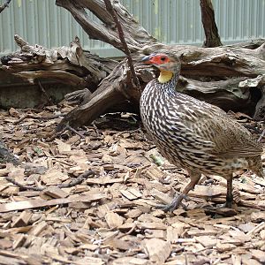 Yellow-necked Spurfowl at Landau Zoo, 04/09/10