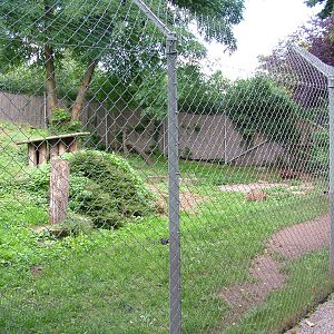 Cheetah Exhibit at Landau Zoo, 04/09/10