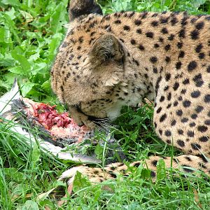 North-eastern Cheetah at Landau Zoo, 04/09/10