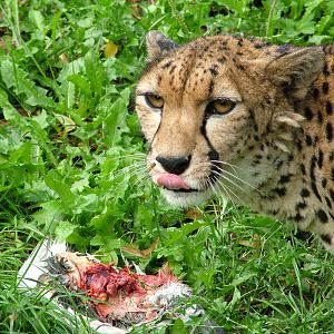 North-eastern Cheetah at Landau Zoo, 04/09/10