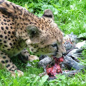 North-eastern Cheetah at Landau Zoo, 04/09/10