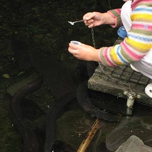 eel feeding