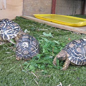 Leopard tortoises (Geochelone pardalis)