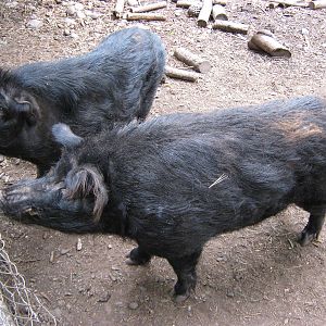 Auckland Island pigs