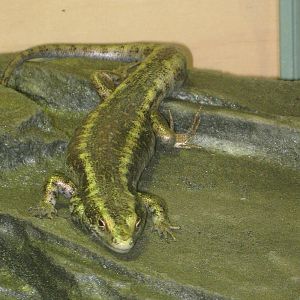 Otago skink (Oligosoma otagense)
