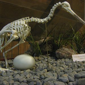 kiwi skeleton and egg