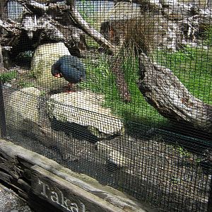 what is this bird again?