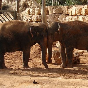 Asian Elephants / Elephas maximus (females Kwunjai (Tamar) and Piyanut (Mic