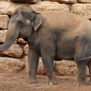 Asian Elephant / Elephas maximus (female Kwunjai (Tamar))