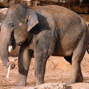 Asian Elephant / Elephas maximus (female Piyanut (Michlaela))