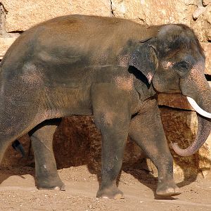 Asian Elephant / Elephas maximus (male Villi/Vermouth (Teddy))
