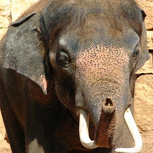 Asian Elephant / Elephas maximus (male Villi/Vermouth (Teddy))