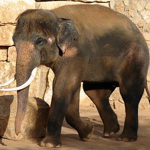 Asian Elephant / Elephas maximus (male Villi/Vermouth (Teddy))