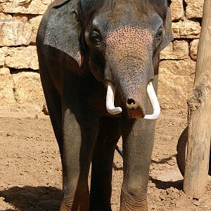 Asian Elephant / Elephas maximus (male Villi/Vermouth (Teddy))