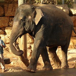 Asian Elephant (Elephas maximus) Training Show female Kwunjai (Tamar)