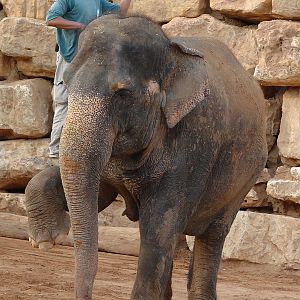 Asian Elephant (Elephas maximus) Training Show female Kwunjai (Tamar)