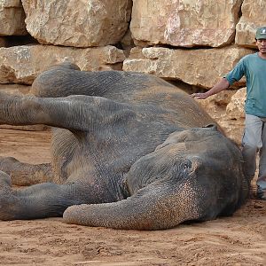 Asian Elephant (Elephas maximus) Training Show female Kwunjai (Tamar)