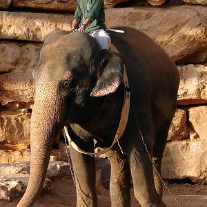 Asian Elephant (Elephas maximus) Training Show female Oraphon (Susan)