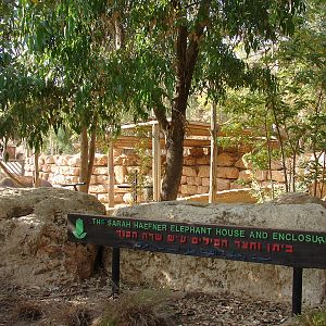 Asian Elephant (Elephas maximus) exhibit