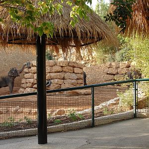 Asian Elephant (Elephas maximus) exhibit (female Kwunjai(Tamar))