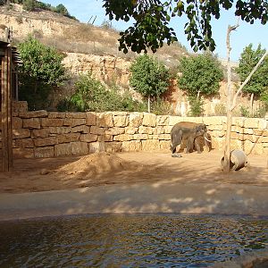 Asian Elephant (Elephas maximus) exhibit (male Villi/Vermouth(Teddy))