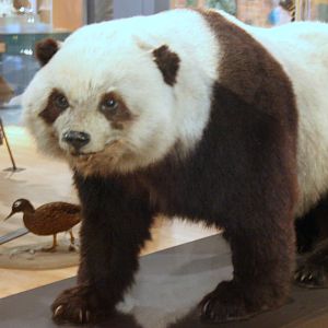 Giant panda; Leeds Museum; 8th January 2011