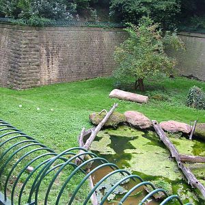 Part of Amur Tiger Exhibit at Landau Zoo, 04/09/10