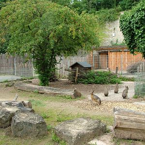Mara Exhibit at Landau Zoo, 04/09/10