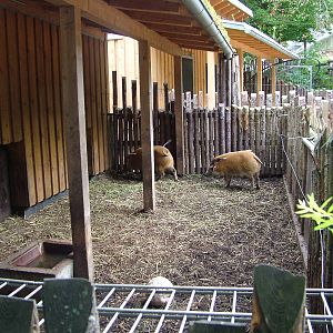 Red River Hogs at Landau Zoo, 04/09/10