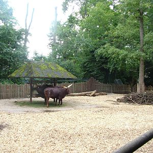 Ankole Cattle at Landau Zoo, 04/09/10