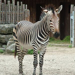 Hartmann's Mountain Zebra at Landau Zoo, 04/09/10