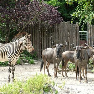Zebra and Wildebeest at Landau Zoo, 04/09/10